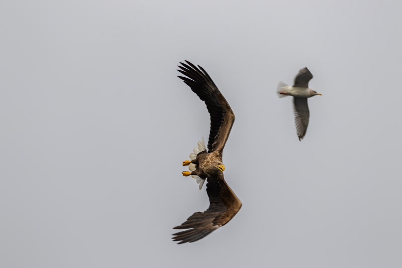 Eagle