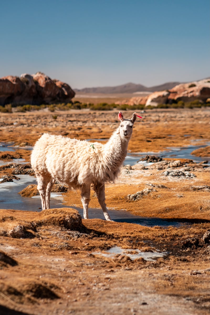 Llama