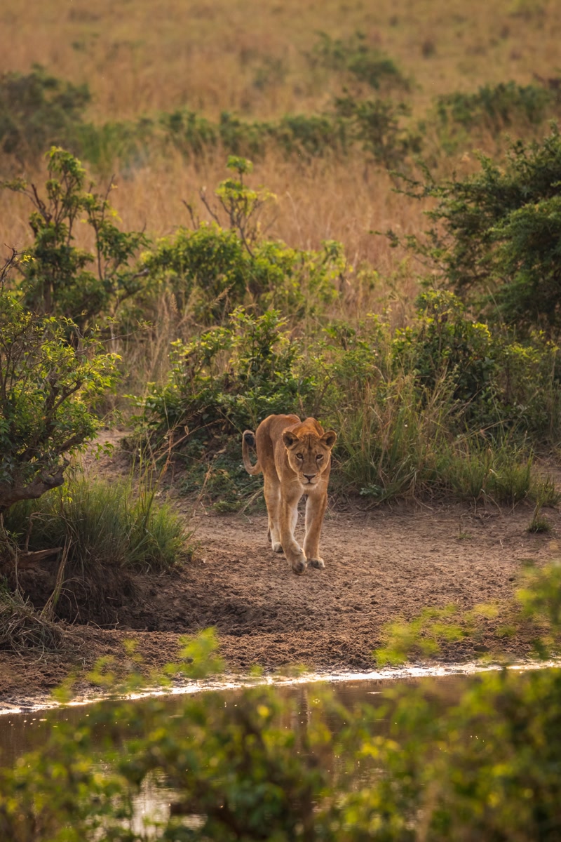 Lion